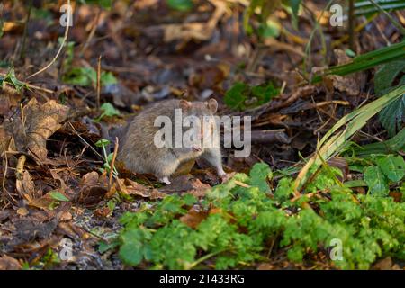 Brown rat (Rattus norvegicus) eating seed put out for birds. Reddish Vale Country Park, Greater Manchester. January 2023 Stock Photo