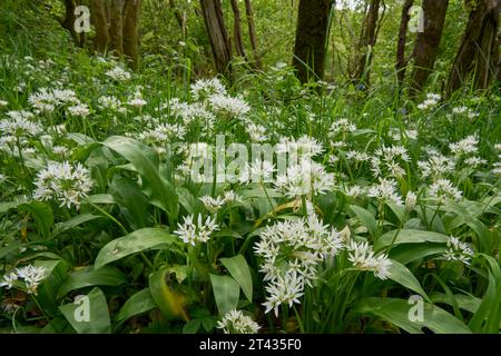 Wild garlic (Allium ursinum) in oak (Quercus robur) woodland.Wood of Cree, Dumfries and Galloway. Scotland. May 2023. Stock Photo