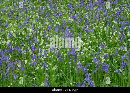 Bluebells (Hyacinthoides non-scripta) and greater stitchwort (Stellaria holostea) in oak woodland. Carstramon Wood, Dumfries and Galloway Stock Photo