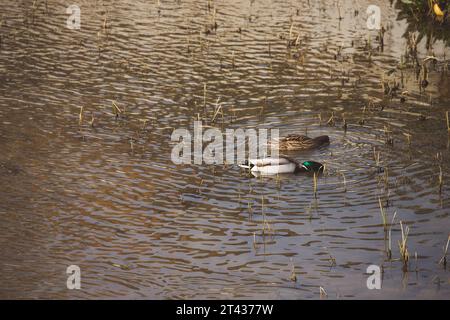 A pair of male and female mallards feeding in the water of a river in Madrid Stock Photo