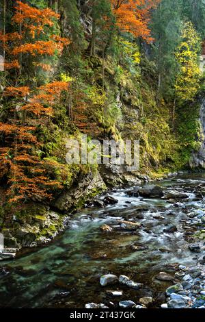 River Breitach in the canyon Breitachklamm in autumn. Colorful trees. Oberstdorf, Allgäu, Bavaria, Germany. Stock Photo