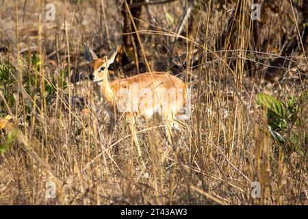 A juvenile impala at Kruger National Park Stock Photo