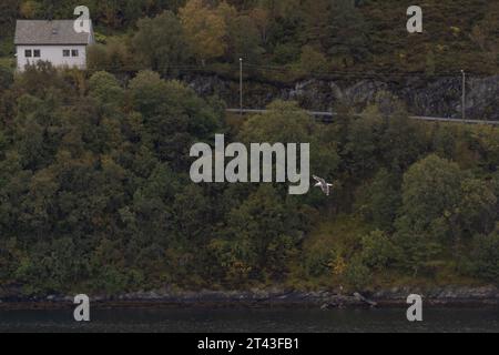 seagull flying in a norwegian fjord Stock Photo