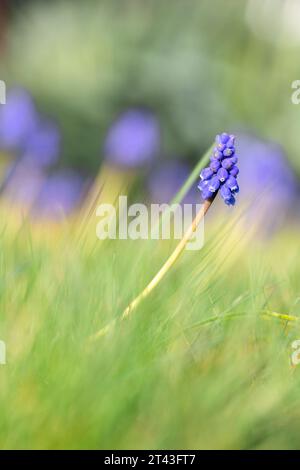 A vertical low shot portrait of a blue grape hyacinth or muscari flower standing in a grass lawn of a garden in spring season on a sunny day. Stock Photo