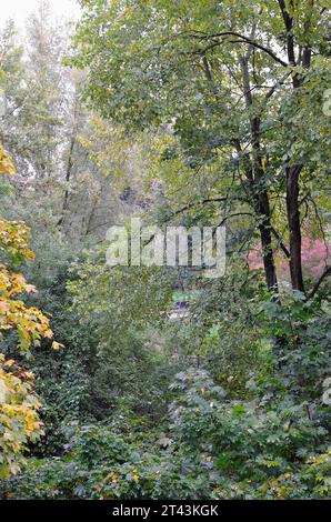 Autumn park landscape with deciduous trees displaying colorful foliage ...