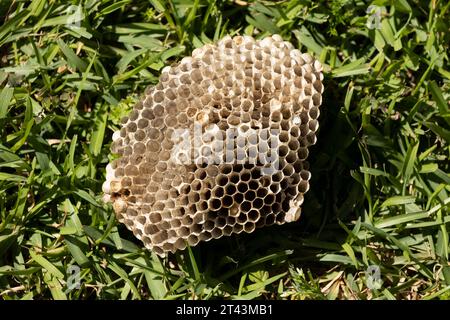 An old paper wasp open comb nest that was used for brood rearing is sitting on the green grass ground on a sunny day. Stock Photo