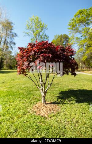 A shallow depth of field image of a red leaf Japanese maple tree with mulch around it in a residential lawn on a bright sunny day in the early Spring. Stock Photo