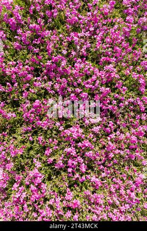 An overhead shot of a large patch of creeping Phlox Subulata McDaniel's Cushion type flowers in the bright daytime sunlight on a warm Spring day. Thes Stock Photo