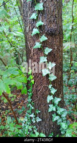Common Ivy (Hedera helix) on the trunk of a tree. Stock Photo