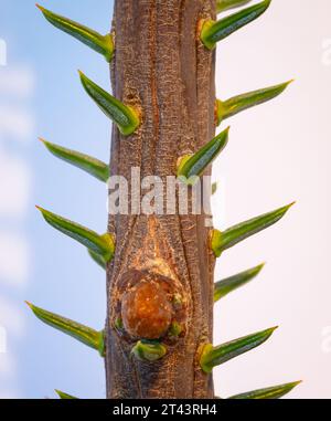 Macro shot of the main branch with needles of a silver fir (Abies). Stock Photo