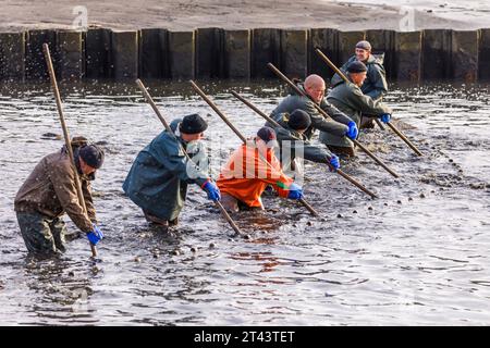 Traditionelles Abfischen der Peitzer Teiche DEU/Deutschland/Brandenburg