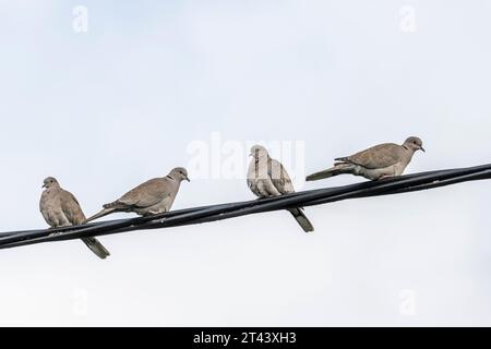 Collared Doves, Streptopelia decaocto, perching on a wire Stock Photo