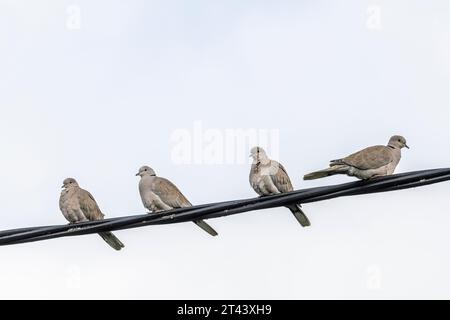 Collared Doves, Streptopelia decaocto, perching on a wire Stock Photo