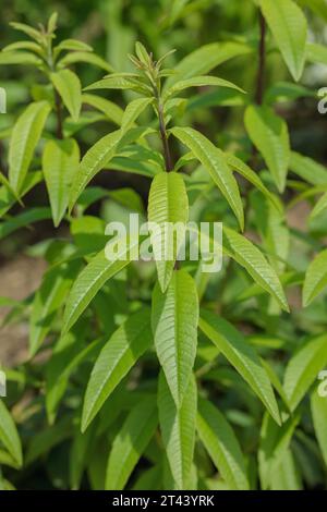 Lemon verbena (Aloysia citrodora). Use as culinary herb. Stock Photo