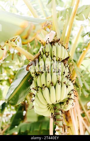 Bunch of green bananas in the garden. Unripe bunches of green bananas growing on trees in green tropical garden Stock Photo