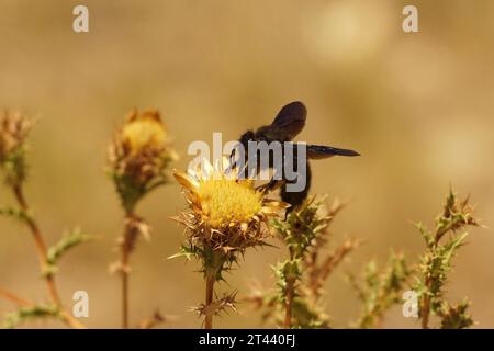 Natural closeup on the all black large violet carpenter bee, Xylocopa violacea Stock Photo