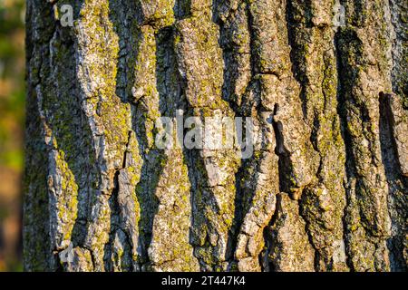 Close up of the bark of an old and huge tree trunk. Stock Photo