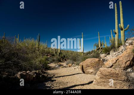 Sandy Wash Cuts Through Plants and Rocks in Saguaro National Park Stock Photo