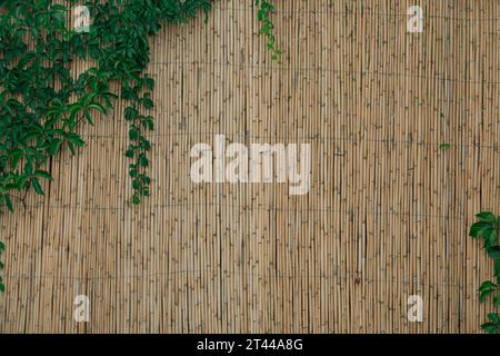 Yellow horizontal of bamboo fence with green ivy. Bamboo wall texture background for interior or exterior design. Stock Photo