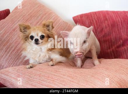 pink miniature pig and chihuahua on the sofa in an house Stock Photo