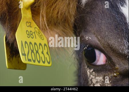 Close-up photo of cow, eye detail. Her ear tag is reflected on her eye. Funny animal photo. Small farm in Czech republic. Stock Photo