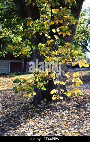 Yellow and Green Leaves in Autumn Stock Photo