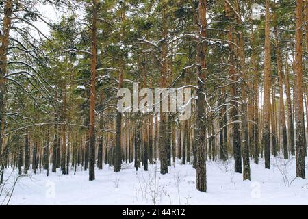 The slender trunks of tall pines in the winter forest Stock Photo