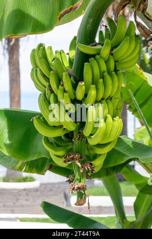 Hanging fruit on banana plant, Calle de San Telmo, Puerto de la Cruz, Tenerife, Canary Islands, Kingdom of Spain Stock Photo