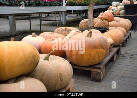 Lots of pumpkins in the greenhouse. Orange vegetarians. Autumn gifts from the garden. Pumpkins stacked on wooden pallets. Stock Photo