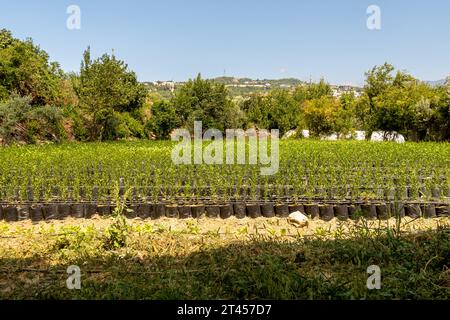Young olive trees growing cultivated in the garden in Samandag Hatay Turkey Stock Photo