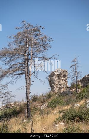 Dead Pine Tree, stone ruin in Hatay province Turkey Stock Photo