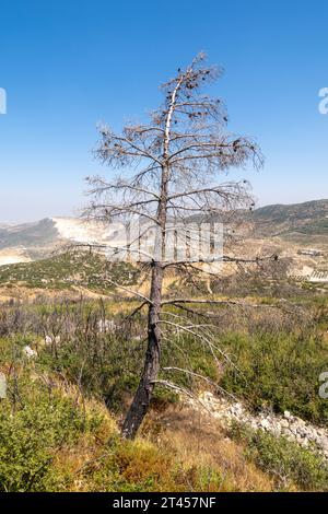 Dead Pine Tree in Hatay province Turkey Stock Photo