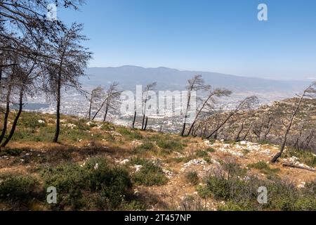 Dead Pine Tree in Hatay province Turkey Stock Photo