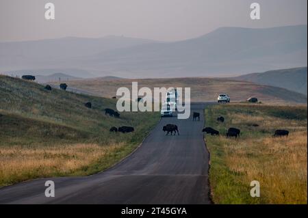 Bison Crossing Road in Custer State Park in South Dakota Stock Photo