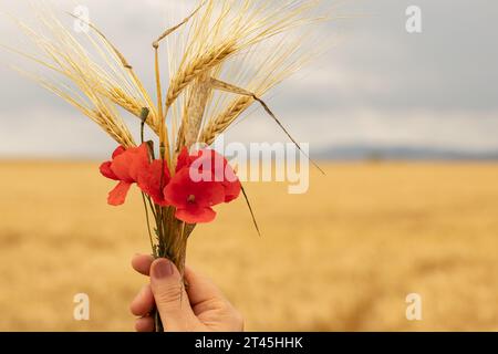 Ripe barley stalks and red common poppy flower in human hand in front of a golden field in the summer harvest season. A close-up. Stock Photo
