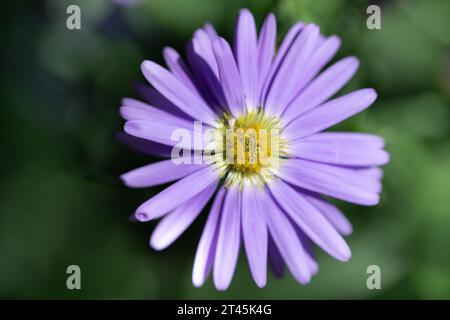 Close-up of the flower of an aster from above. The purple petals are clearly visible. In the middle is the yellow pollen. Green, washed-out structures Stock Photo