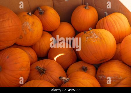 Pumpkins piled up for sale for Halloween in Vancouver, Canada. Stock Photo