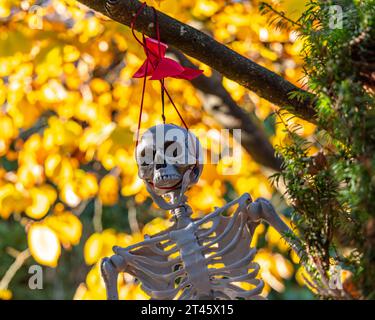 A plastic skeleton hanging from a tree for Halloween in Vancouver, Canada. Stock Photo