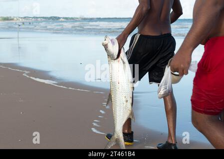 Salvador, Bahia, Brazil - April 26, 2019: Fishermen carry a large dead fish on the beach of Jaguaribe in the city of Salvador, Bahia. Stock Photo