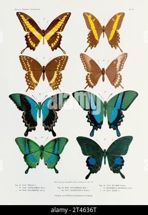 A vintage insect illustration from a 19th-century German book plate showcasing the coloration of various insect species.  Blue and Green Butterflies. Stock Photo
