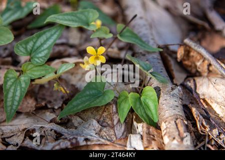 Small group of halbred-leaved violets dazzle the forest floor with long dashing leaves, and vibrant yellow blooms Stock Photo