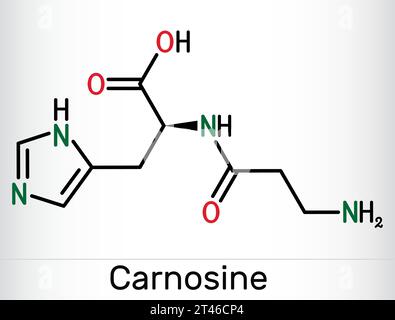 Carnosine dipeptide molecule. It is anticonvulsant, antioxidant, antineoplastic agent, human metabolite. Skeletal chemical formula. Vector illustratio Stock Vector