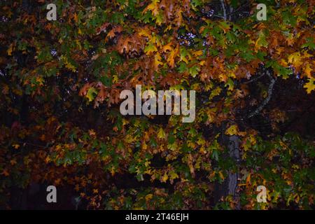 The leaves of an oak tree are glistening in the rain, sporting a variety of fall colors Stock Photo