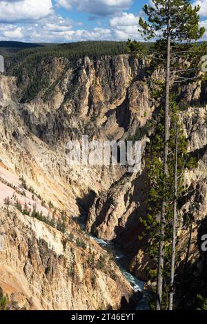 Tall lodgepole pine trees growing high above the Yellowstone River along the North Rim Trail of the Grand Canyon of the Yellowstone River. Yellowstone Stock Photo