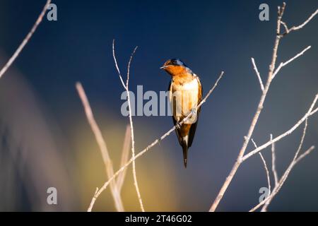 A barn swallow looking over from its perch on a branch. National Elk Refuge, Wyoming Stock Photo