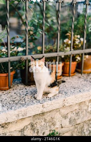 A tricolor cat sits on a fence Stock Photo - Alamy