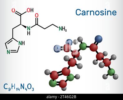 Carnosine dipeptide molecule. It is anticonvulsant, antioxidant, antineoplastic agent, human metabolite. Structural chemical formula and molecule mode Stock Vector