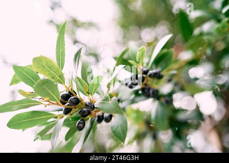 Black olives among green foliage on tree branches Stock Photo