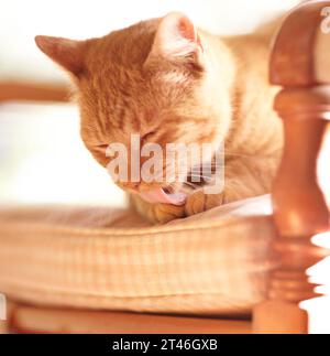 Pet, cat and paw for lick on chair with grooming, tongue and cleaning of fur on body in sun. Cute, ginger tabby and ready by sitting on pillow for Stock Photo