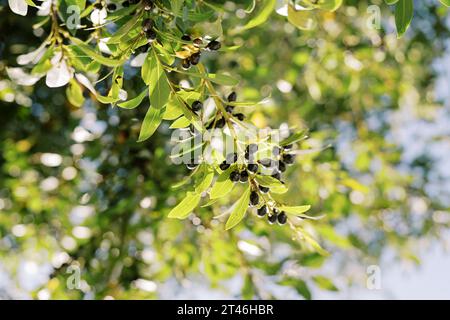 Black olives among dense green foliage on tree branches in sunlight Stock Photo